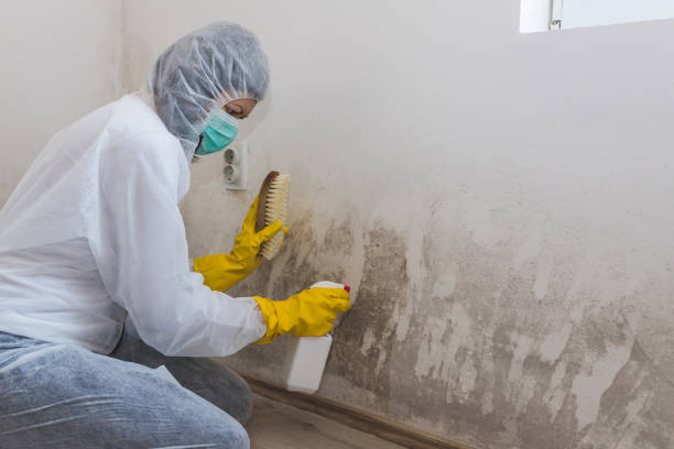 Best Mold Remediation for Specific Building Types in Charlotte, MI