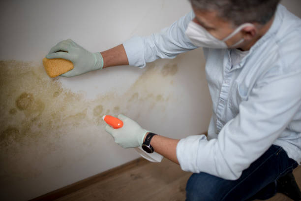 Best Bathroom Mold Remediation in Charlotte, MI