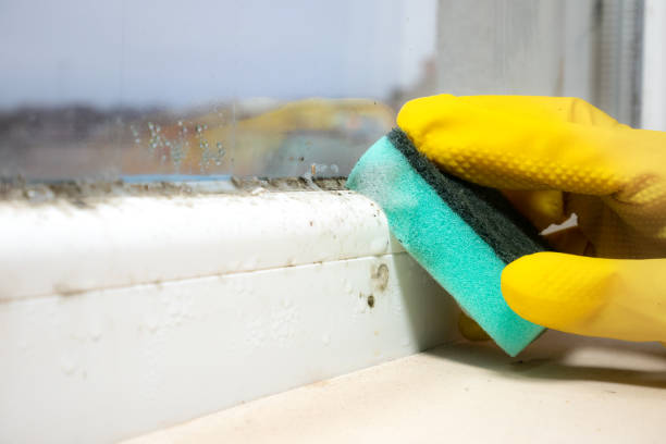 Best DIY Mold Remediation Support Services in Charlotte, MI