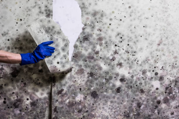 Best Preventive Mold Services in Charlotte, MI